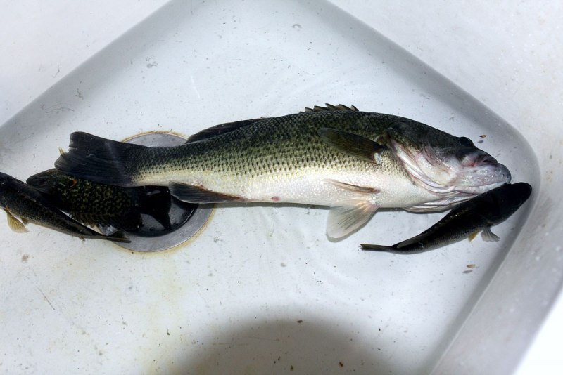 Sea Bass рыба