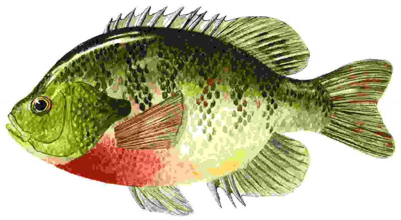 Smallmouth Bass