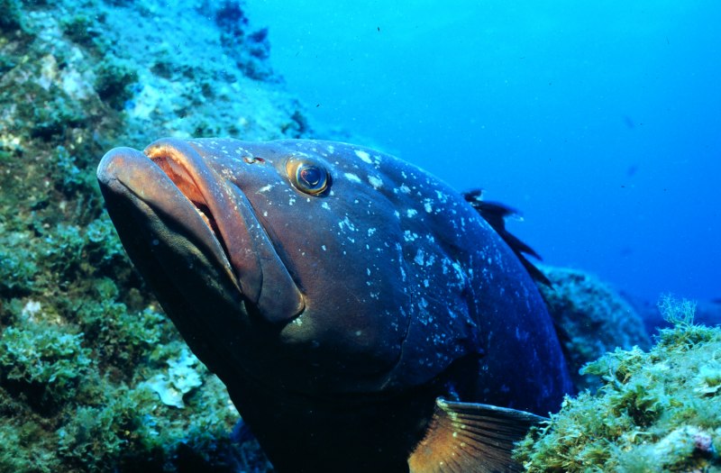 Сибас морской окунь