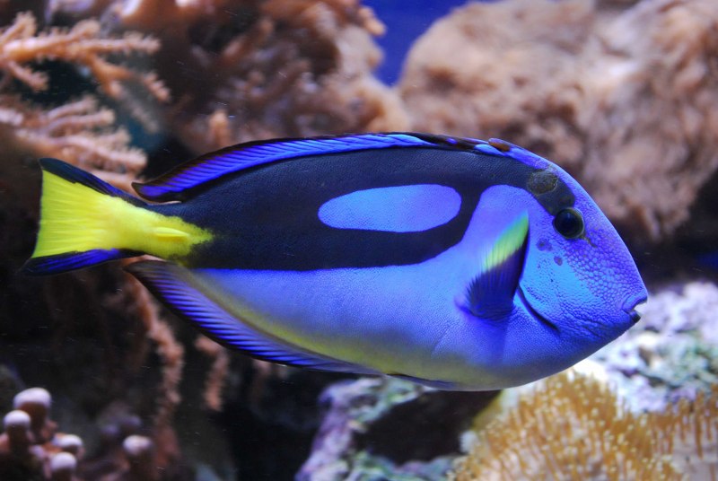 Хирург синий белогрудый Acanthurus leucosternon