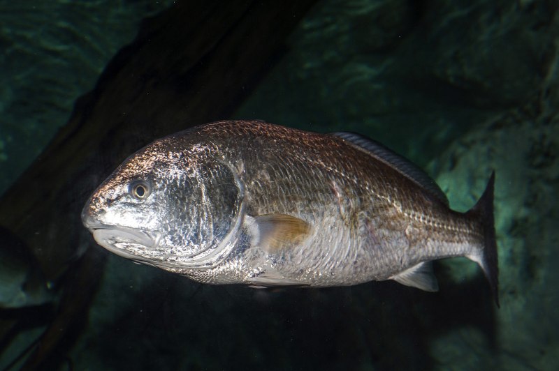 Chilean Sea Bass Recipe