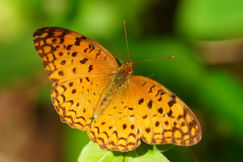 Phalanta phalantha