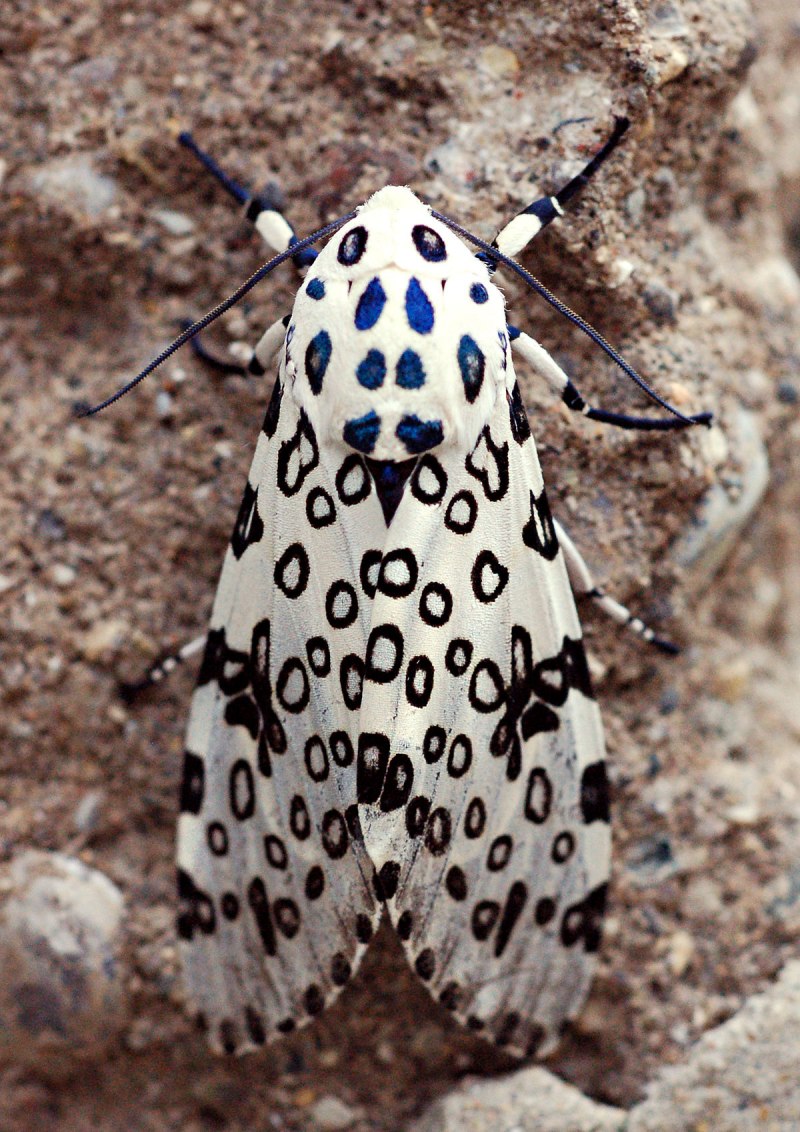 Leopard Butterfly