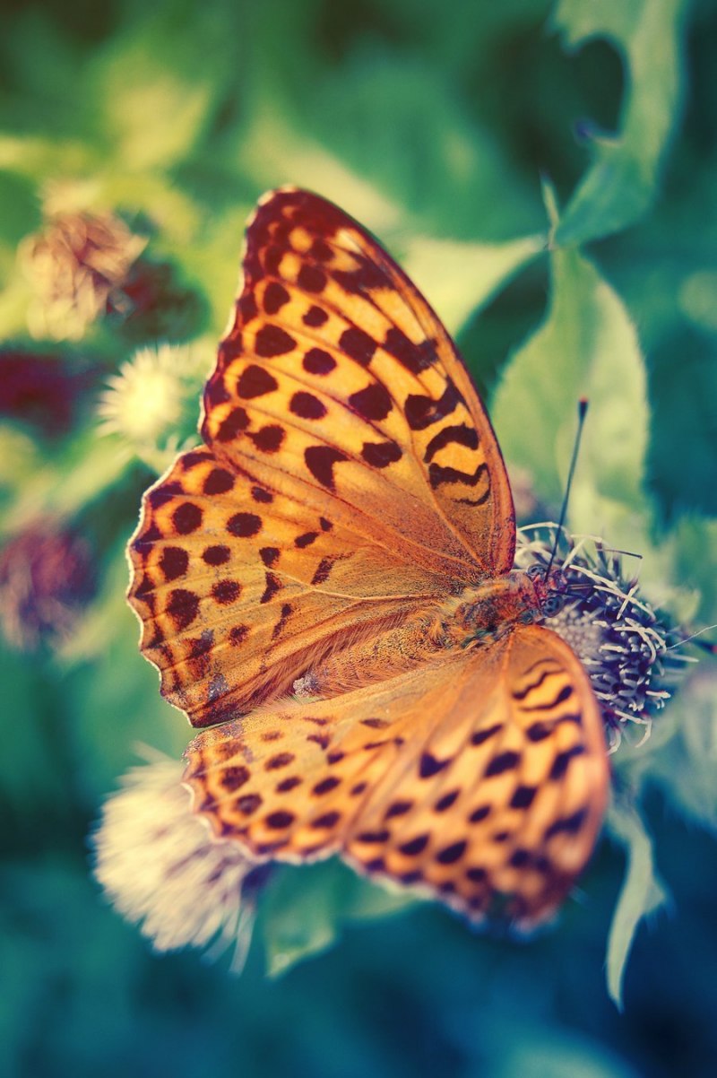 Леопардовая бабочка (67 фото)