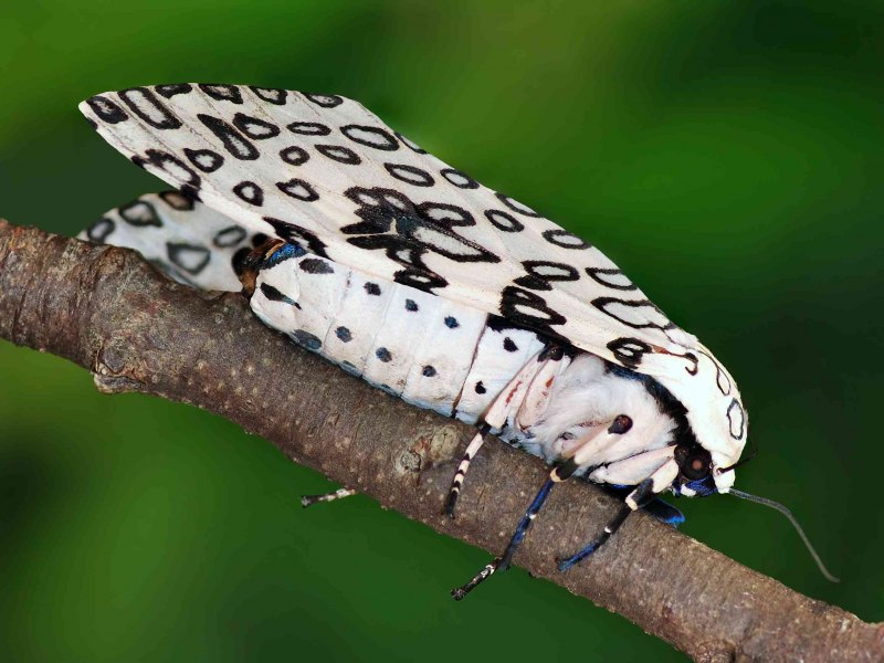 Hypercompe scribonia