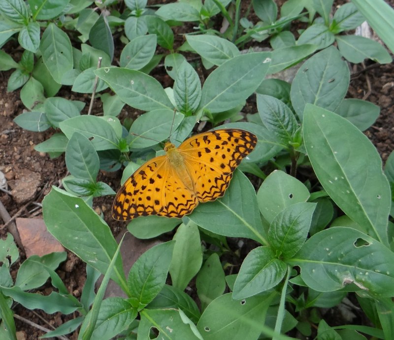 Phalanta phalantha