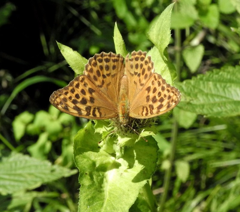 Cethosia Biblis куколка