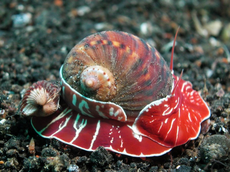 Морские брюхоногие моллюски