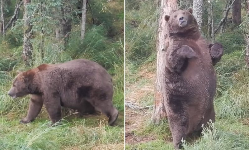 Толстый медведь Аляска