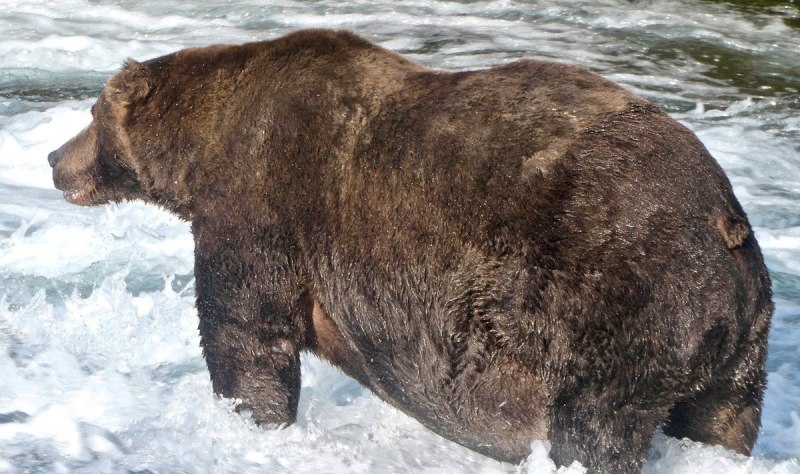 Asiatic Black Bear