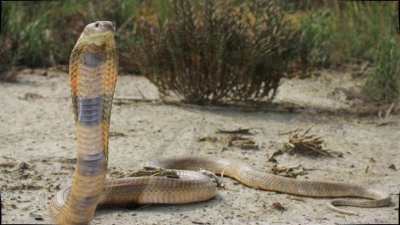 Среднеазиатская кобра (62 фото)
