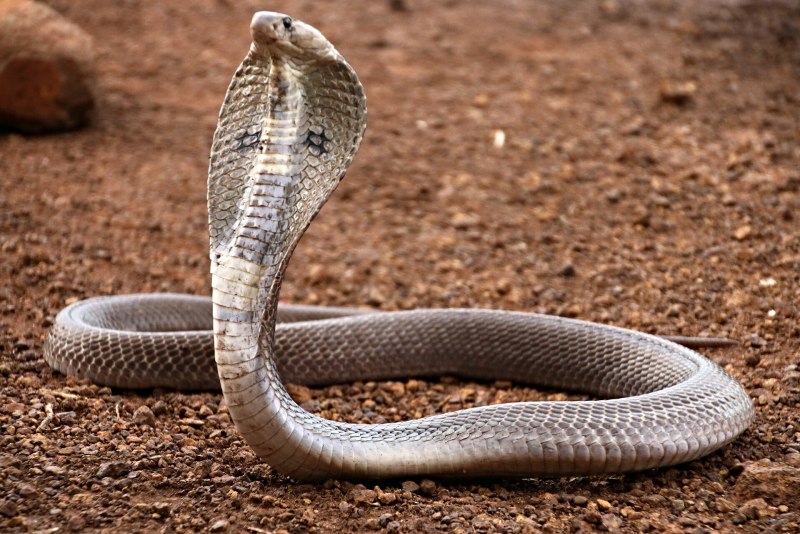 Indian Cobra