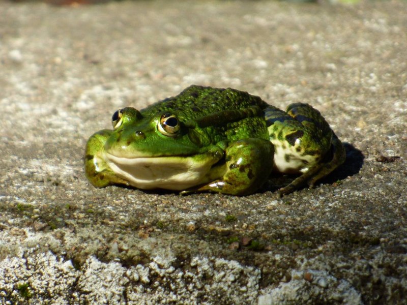 Лягушка-водонос (Pyxicephalus adspersus)