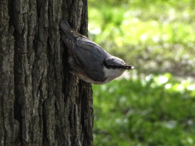 Sitta europaea caesia