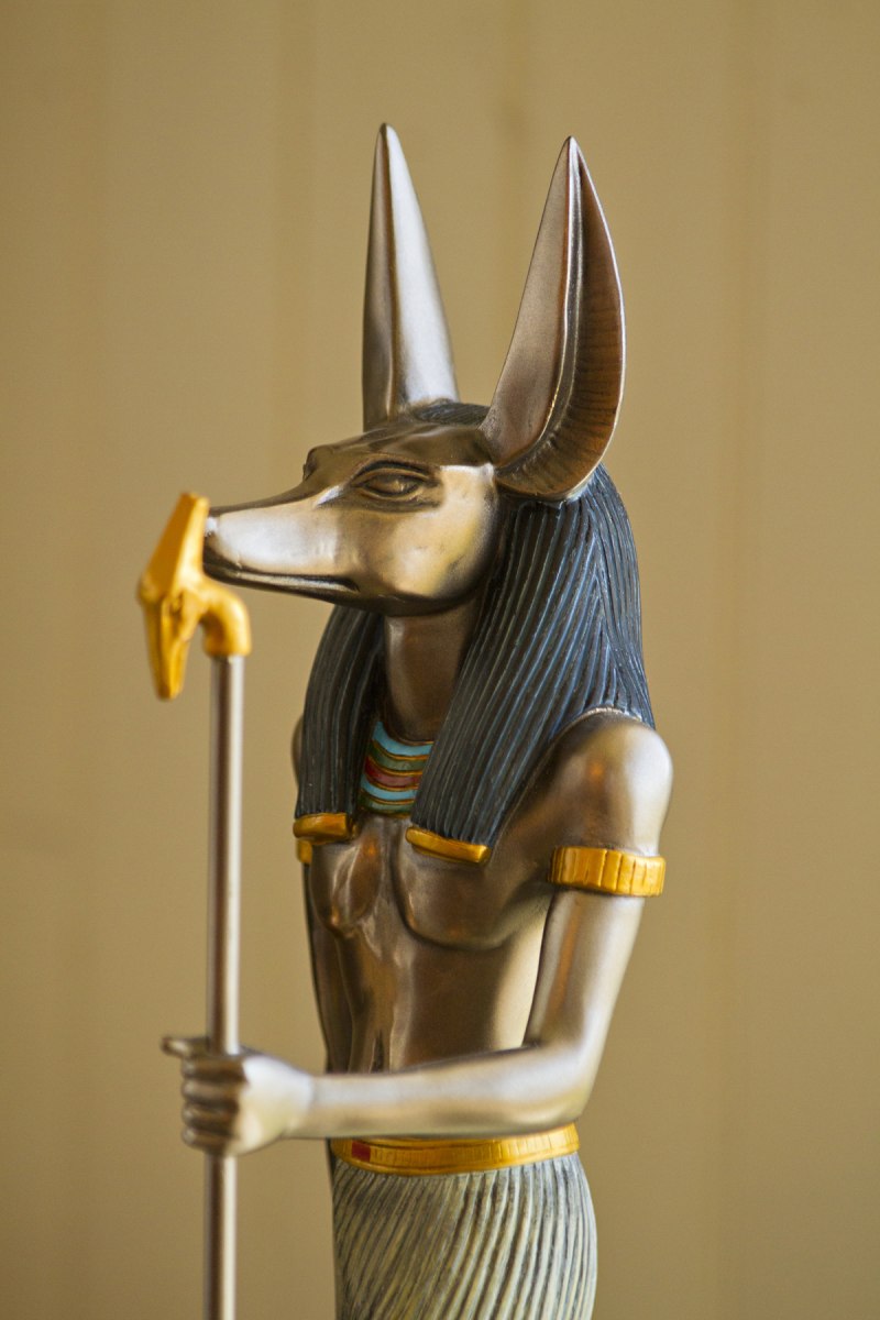 Шакал (canis aureus)