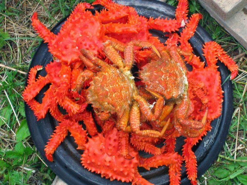 Сахалинский Королевский краб