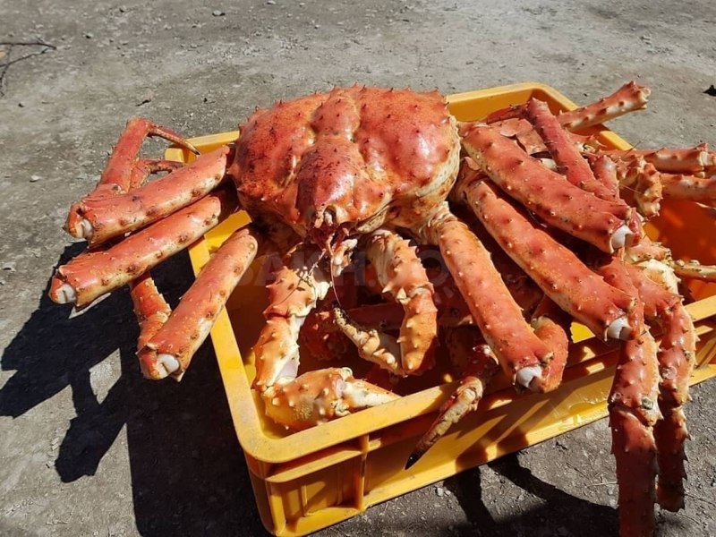 Королевский Камчатский краб 2500+