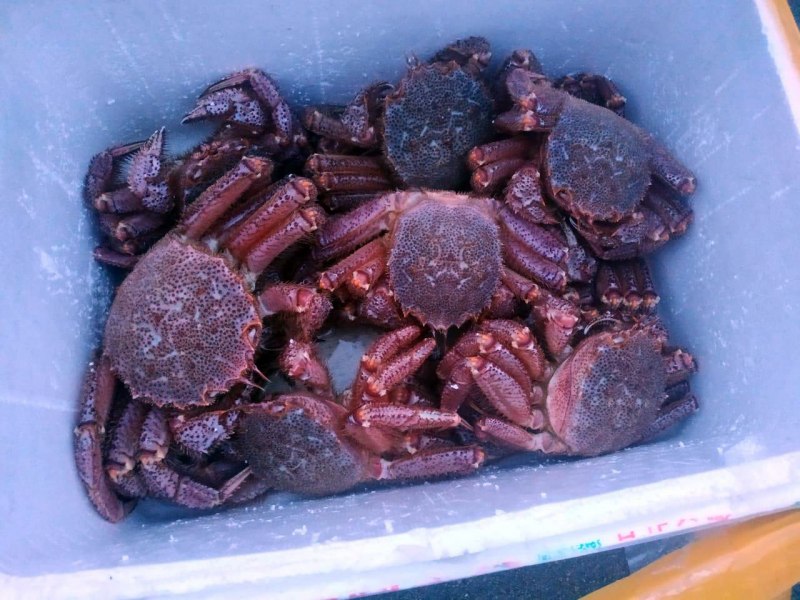 Камчатский краб Приморье