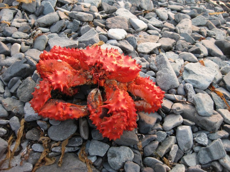 Крабы морские Сахалин