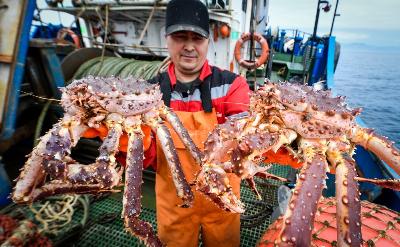 Крабы на Курильских островах