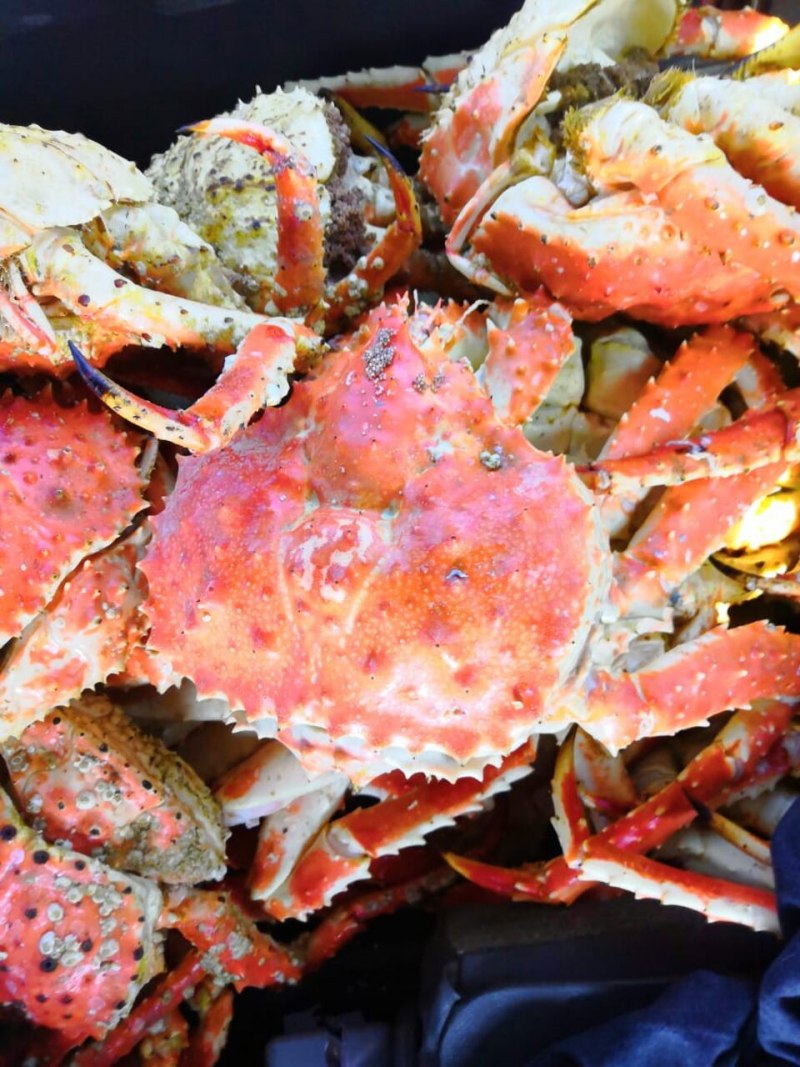 Камчатский краб Охотское море