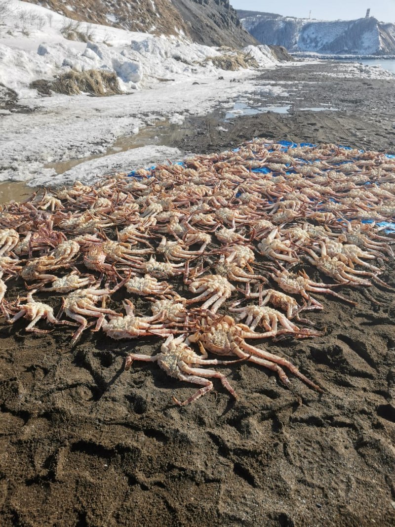 Крабы Охотского моря