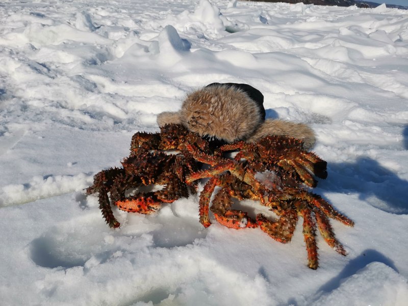 Камчатский краб живой