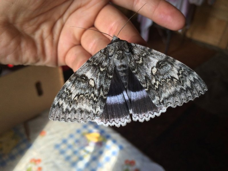Голубая орденская лента бабочка (76 фото)