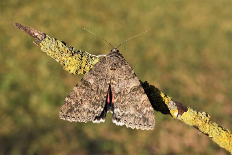 Opisthograptis luteolata (Linnaeus, 1758)