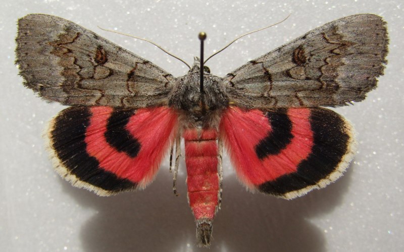 Catocala pacta (Linnaeus, 1758)