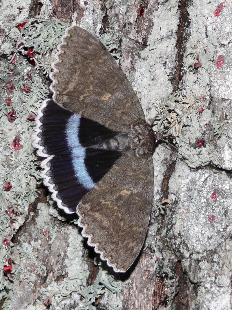 Лента орденская голубая Catocala fraxini (Linnaeus, 1758)