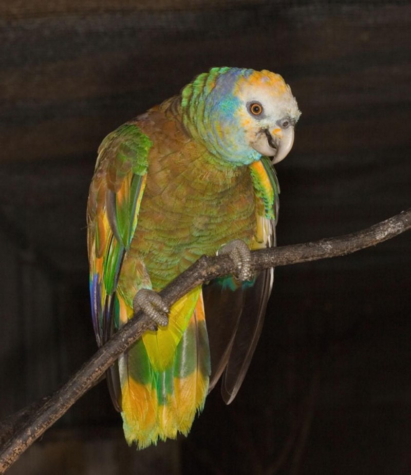 St.Vincent Parrot