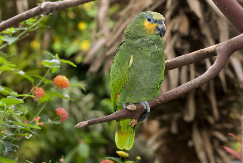 Parrot Linux