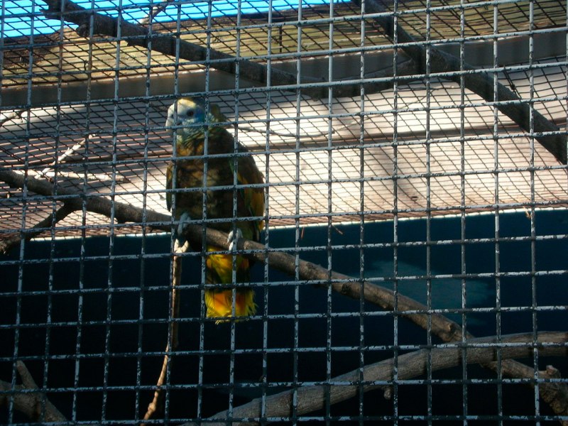Alisterus scapularis