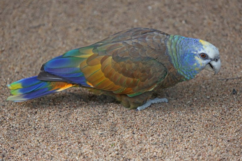 St.Vincent Parrot