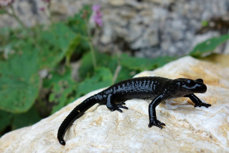 Salamander Lizard