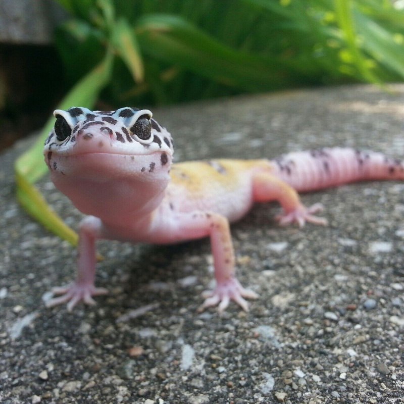 Flame Salamander (Огненная саламандра)