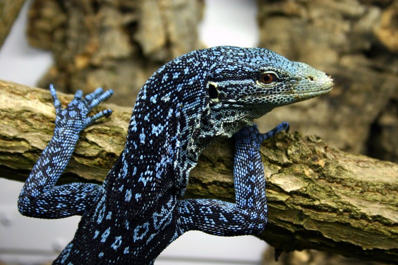 Salamander ящерица
