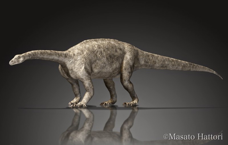 Massospondylus carinatus