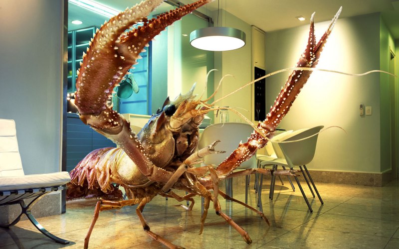 Пресноводный рак, Astacopsis Gouldi