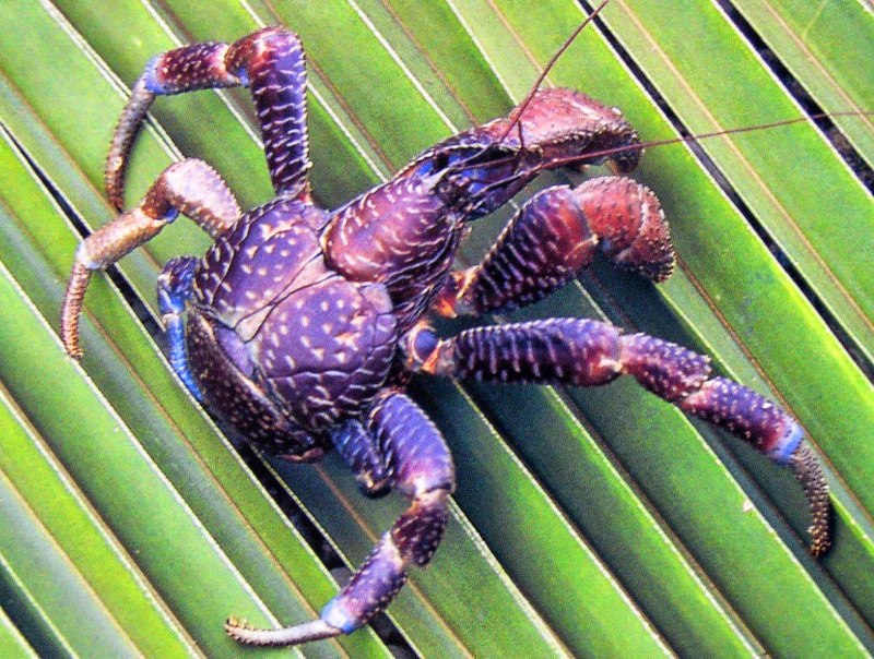 Carcinus aestuarii