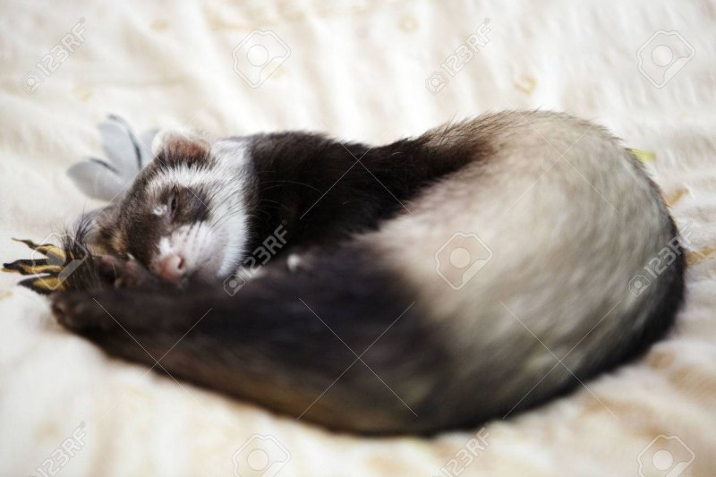 Хорек хелп