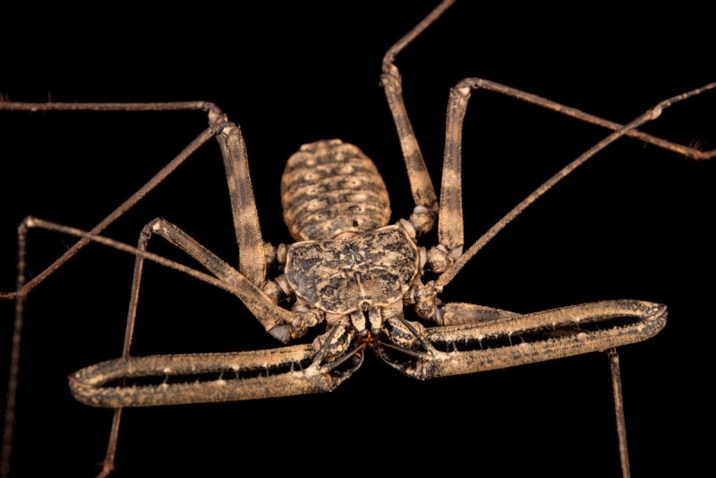Фрин Damon variegatus