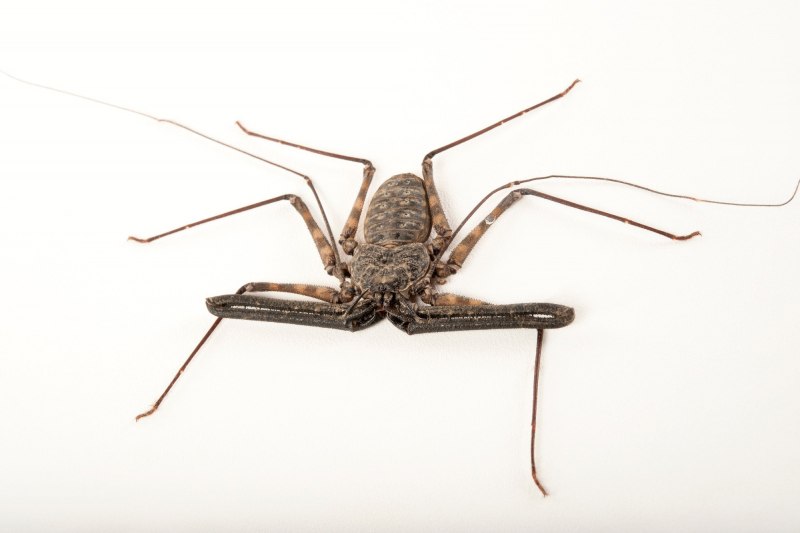 Фрин Damon variegatus