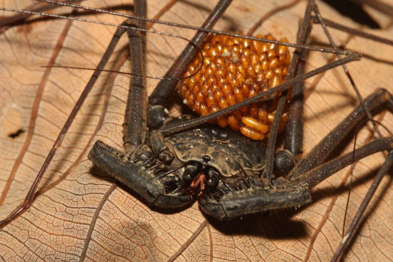 Amblypygi (Фрины)