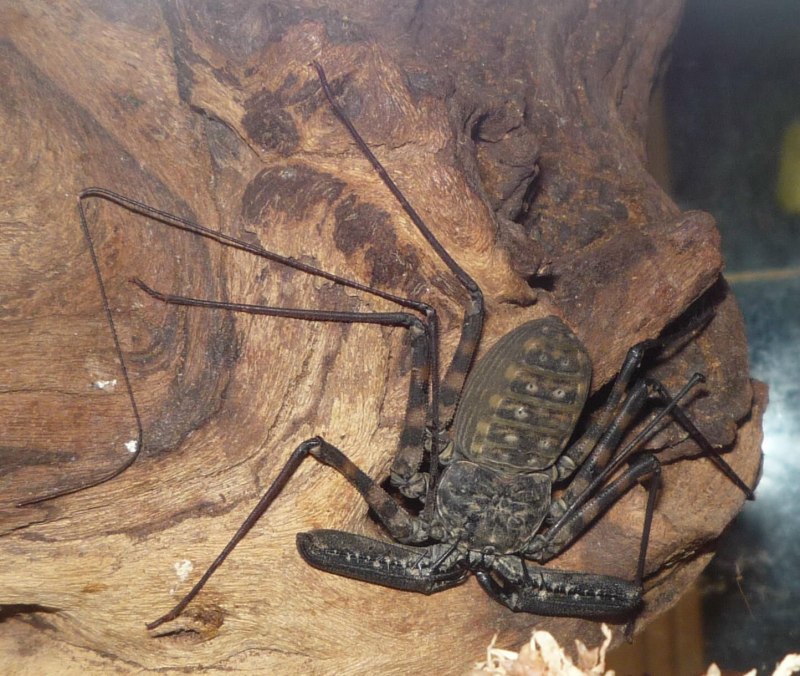 Паук Damon variegatus