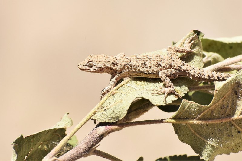 Серый геккон, Mediodactylus russowii