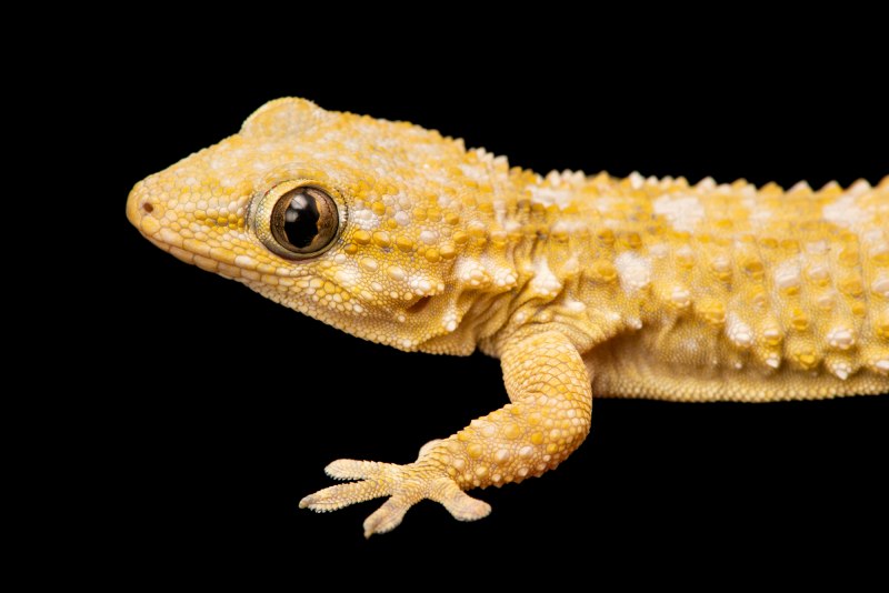 Геккон Hemiphyllodactylus