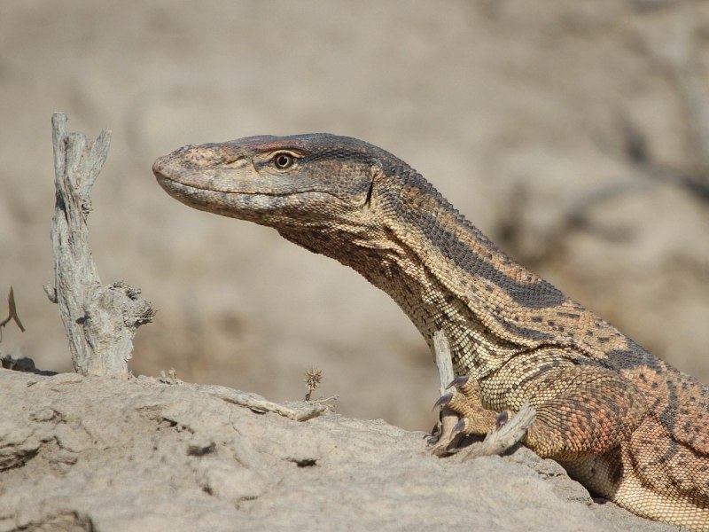 Teratoscincus roborowskii