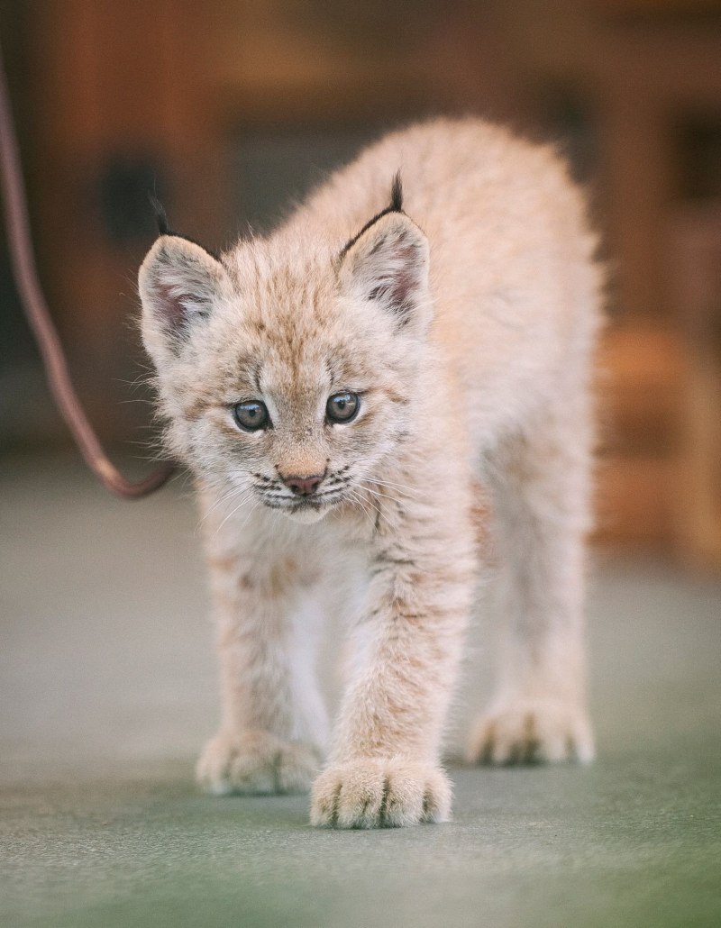 Кошка Саванна и сервал